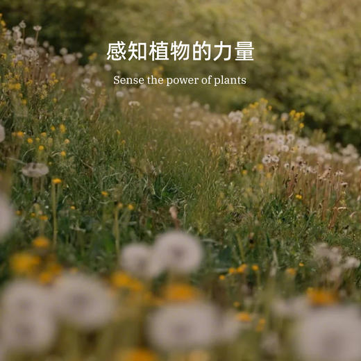 尤加利单方精油 | 随野系列单方精油 植物萃取自然之力 蒸馏萃取天然植物精油 商品图2