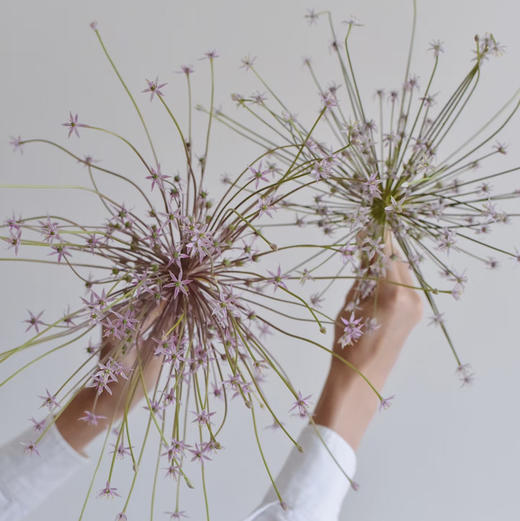 配花-烟花葱花-1支 商品图0