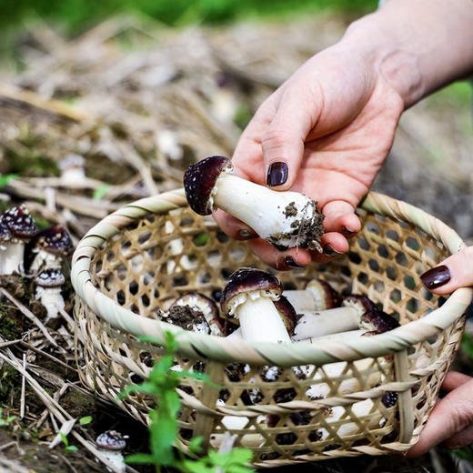 [新鲜赤松茸] 福建古田现采现发 鲜美嫩滑脆爽 一口鲜掉眉毛 商品图1