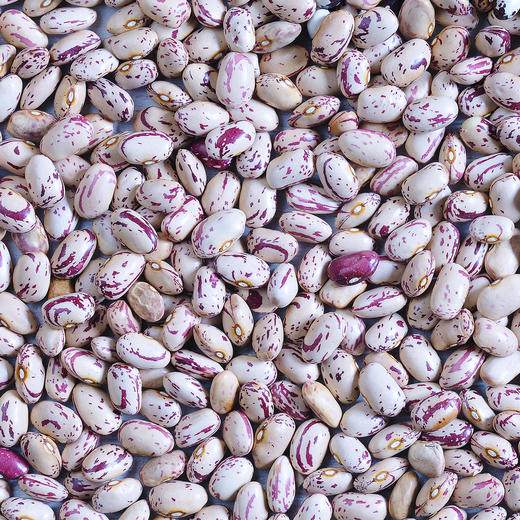 【食品】雀蛋豆云南农家自种新豆子花芸豆花生豆杂粮粥食材500g/袋 商品图2