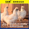 200天龄，林下散养【原种泰和乌鸡】五爪复冠老品种·药食同源·历代御用珍品·国家地理标志产品，可溯源，纯种鸡、低脂高蛋白！ 商品缩略图1