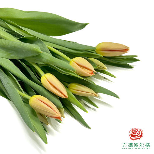 进口郁金香-橘色 35cm  10支一扎 商品图1