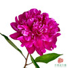 芍药 -朱砂红 5枝/扎 商品缩略图0