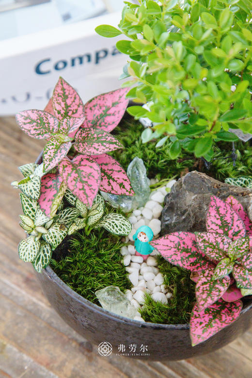 黄杨盆景 商品图1