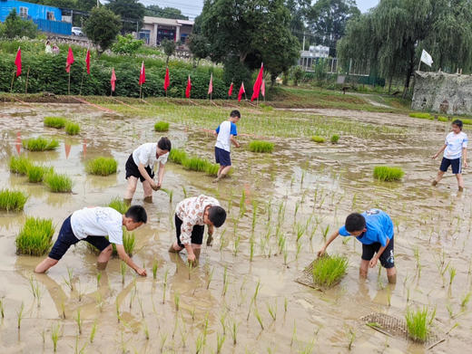 朴愿·水稻课堂2025 收费链接（付款备注孩子姓名） 商品图1