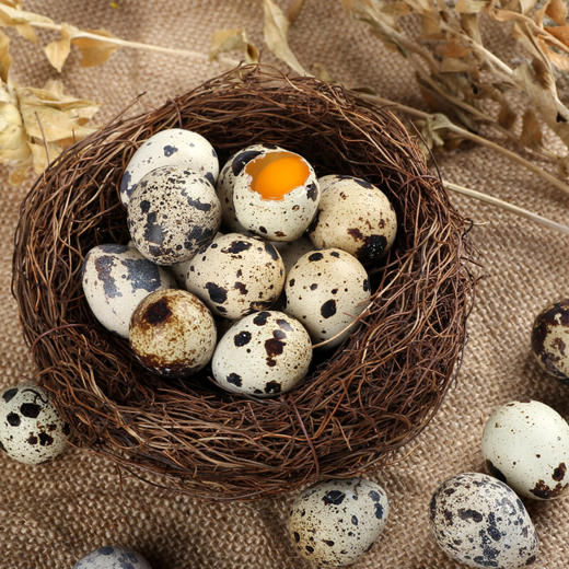 【分仓直发包邮】神丹鹌鹑鲜蛋437g（50枚） 商品图0