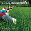 【房县黄酒】100/500ml 纯粮食酿造 头道原浆 无添加 生态纯酿 原浆洑汁糯米酒 药引泡阿胶 商品缩略图4