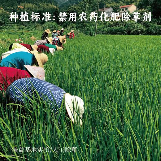 【房县黄酒】100/500ml 纯粮食酿造 头道原浆 无添加 生态纯酿 原浆洑汁糯米酒 药引泡阿胶 商品图4