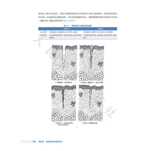 医学基础 第4四版 全国高等职业教育药品类专业第四轮规划教材 孙志军主编 供药学药品经营与管理中药制药等专业用 人民卫生出版社 商品图4