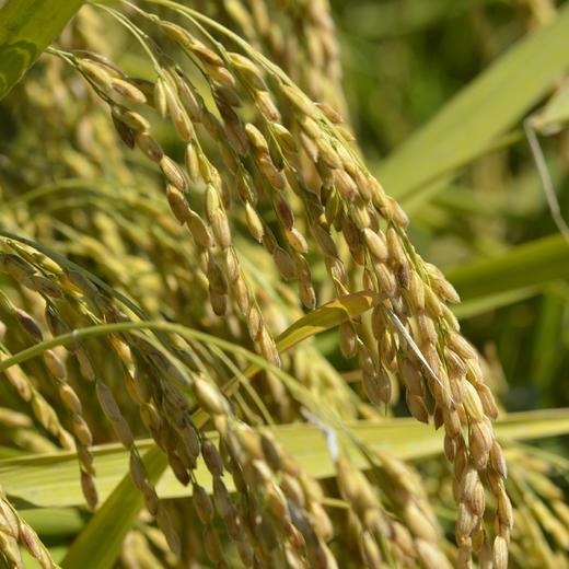 石家庄优选仓库速达，徐府帝稻&有机五常稻花香大米，有机稻花香2号，米饭香气袭人，油光晶莹，绵软劲道，清香回甜，10斤/袋 商品图4