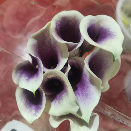 海芋.毕加索 商品图1