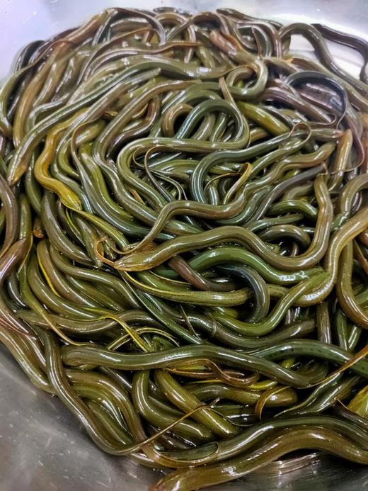 土鳝鱼，从邵阳带回来的。 商品图2
