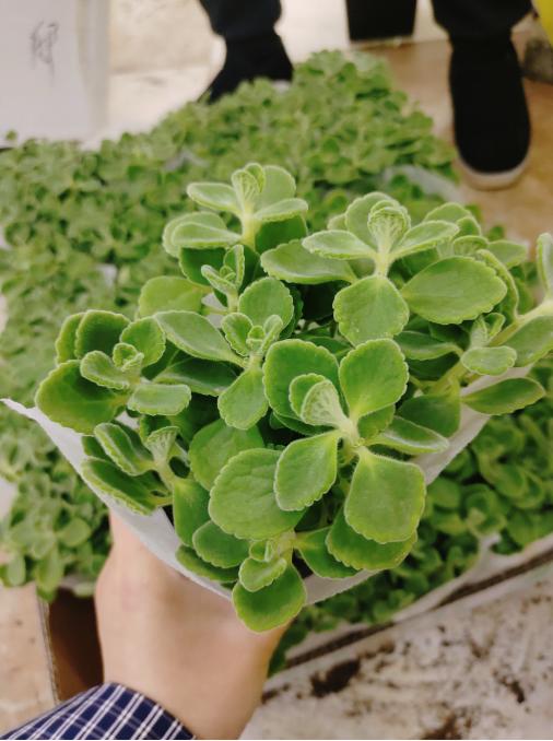 碰碰香多肉一盆 商品图0