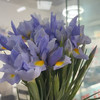 鸢尾.诺法蓝（浅紫） 商品缩略图2