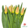 进口郁金香-橘色 35cm  10支一扎 商品缩略图0