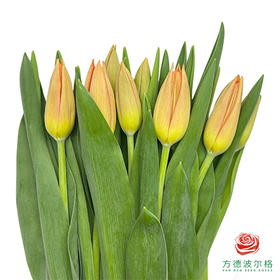 进口郁金香-橘色 35cm  10支一扎