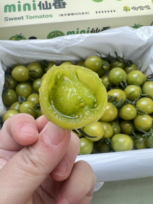 青番茄🍅圆润饱满，不酸不甜腻，热量低水份足💦，减脂也能吃到爽 商品图1