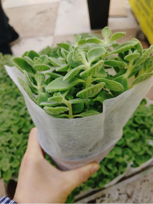 碰碰香多肉一盆 商品图1