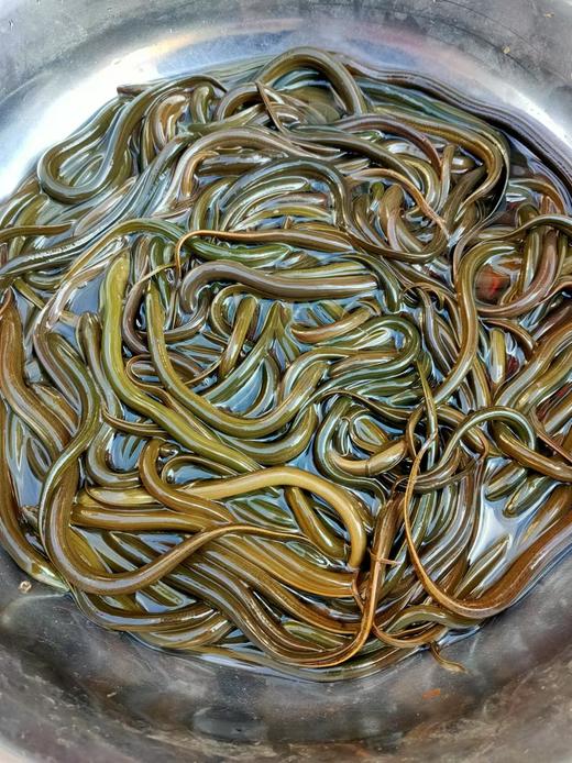 土鳝鱼，从邵阳带回来的。 商品图1