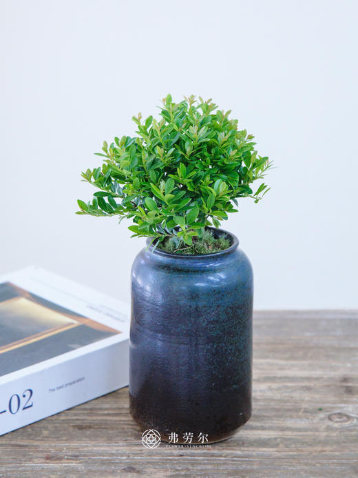 黄杨小盆栽 商品图0