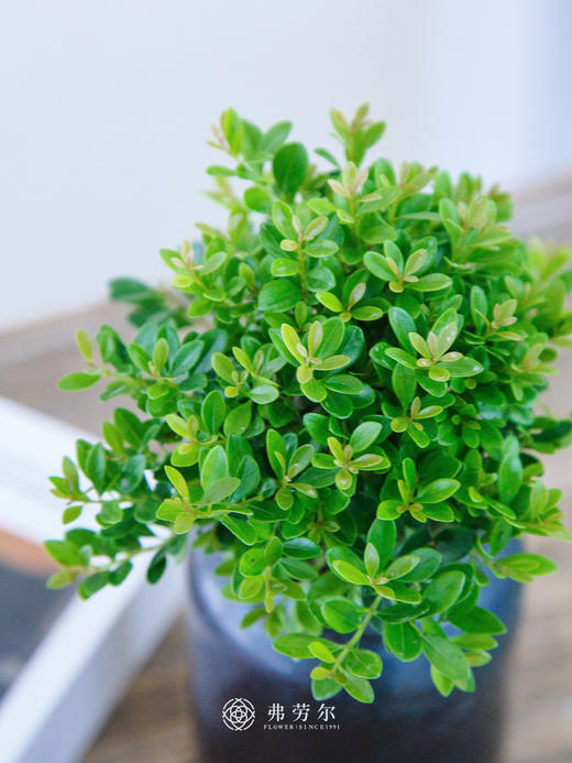 黄杨小盆栽 商品图1