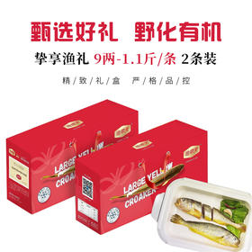 【缴费有礼】渔鼎天冰鲜野化大黄鱼9两-1.1斤/条*2