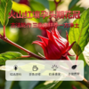 广珍洛神花40g-XL 商品缩略图3