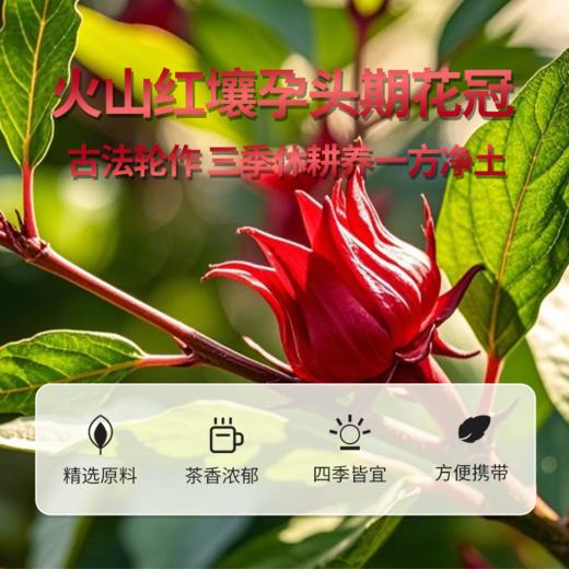 广珍洛神花40g-XL 商品图3