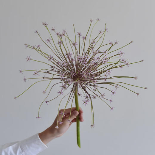 配花-烟花葱花-1支 商品图1