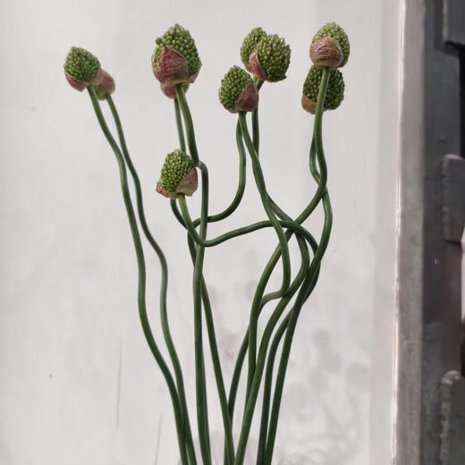 国产弯葱 商品图1