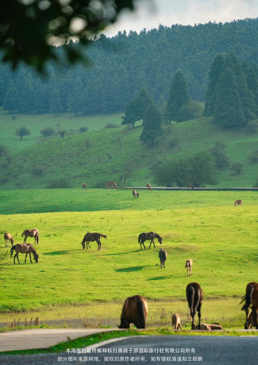 【自在游重庆】双飞4日游 商品图2