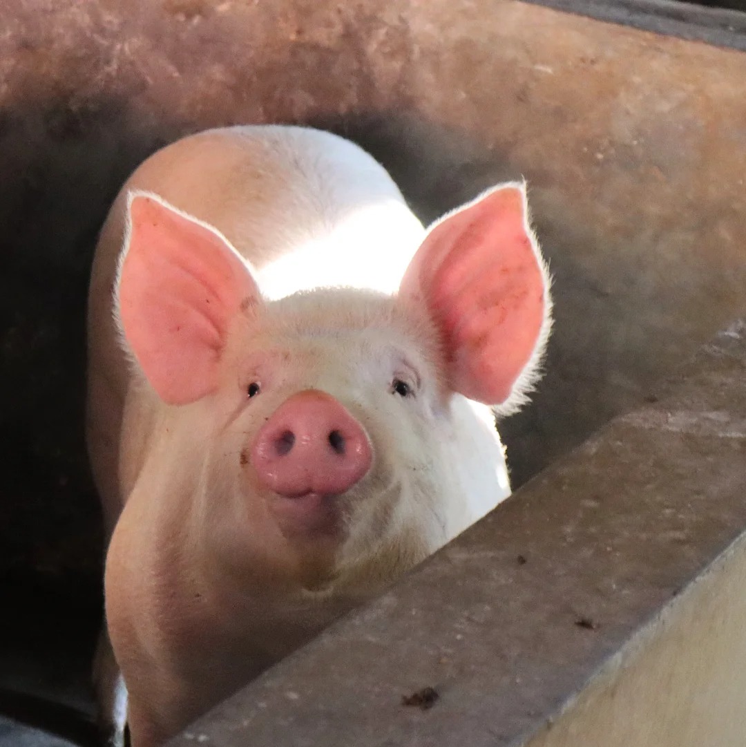 【预售】有机食蔬溜达猪肉