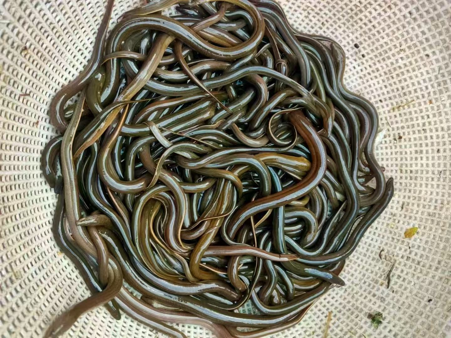 土鳝鱼，从邵阳带回来的。