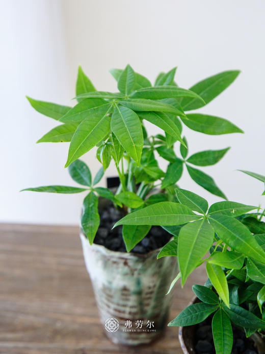 奇趣发财树 商品图1