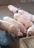 【预售】有机食蔬溜达猪肉 商品缩略图8