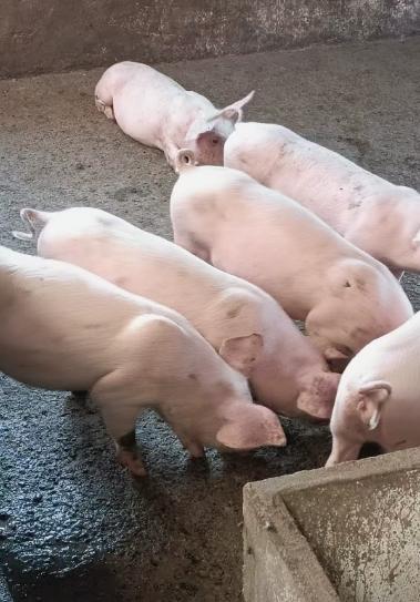 【预售】有机食蔬溜达猪肉 商品图8