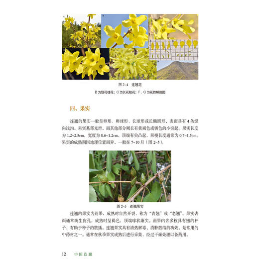 中国连翘 李安平 崔浪军主编 介绍了连翘种质资源特征 易混淆品特征 资源分布和适宜种植区规划 9787521451573中国医药科技出版社 商品图4