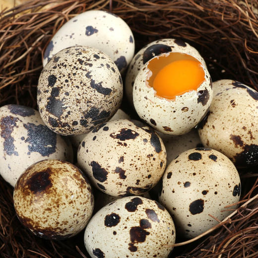 【分仓直发包邮】神丹鹌鹑鲜蛋437g（50枚） 商品图4