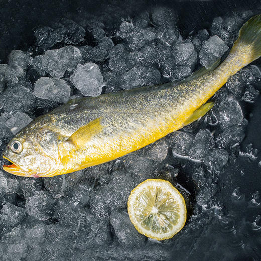 【缴费有礼】渔鼎天冰鲜野化大黄鱼9两-1.1斤/条*2 商品图3