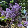 丁香花.紫色 商品缩略图0