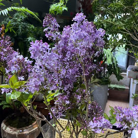 丁香花.紫色