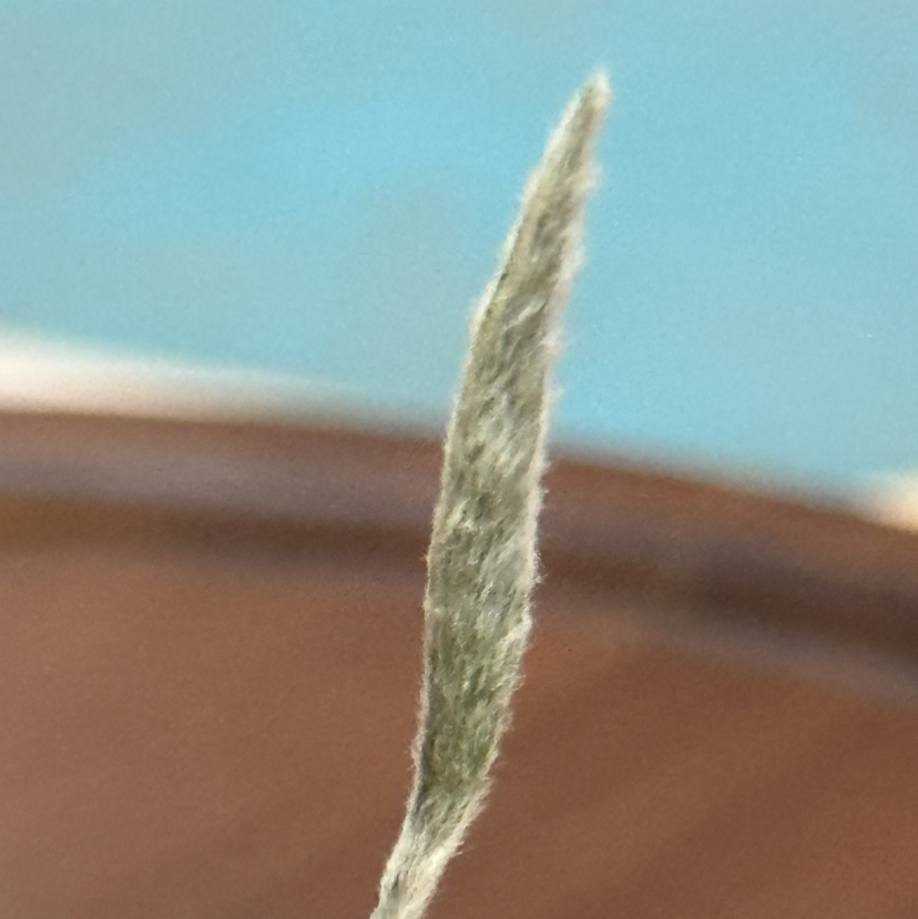 福鼎白茶｜【传家宝·白毫银针】2025乙巳蛇年开园首采老树银针，因其银白如雪肥壮似针故名，享有“白茶皇后”之赞誉，富含高茶氨酸高黄酮类等营养物质，香清甘活甜爽润醇～净重：500g/250g*2包*1箱