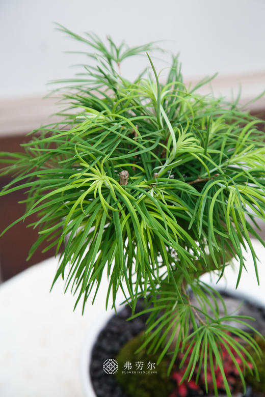 金钱松 商品图1