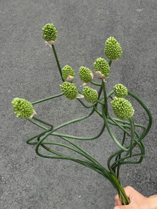 日本进口弯葱花5支 商品图1