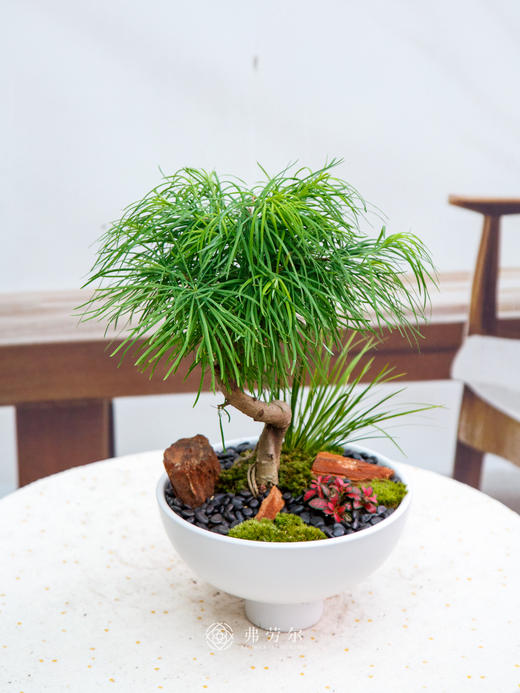 金钱松 商品图0