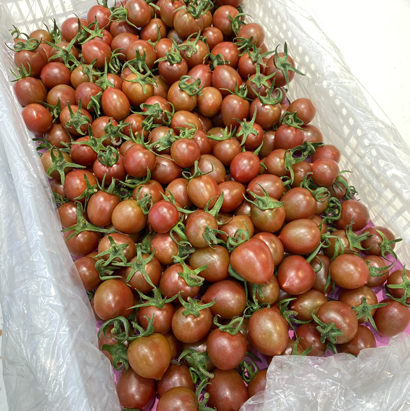 Sc紫番茄19.8一斤