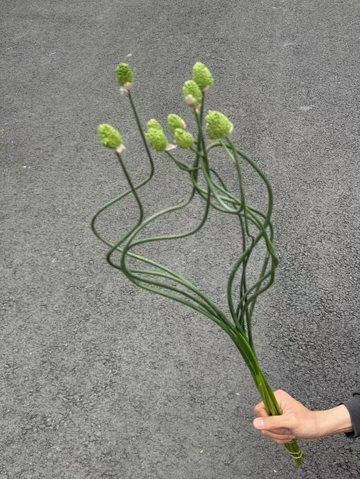 日本进口弯葱花5支 商品图4