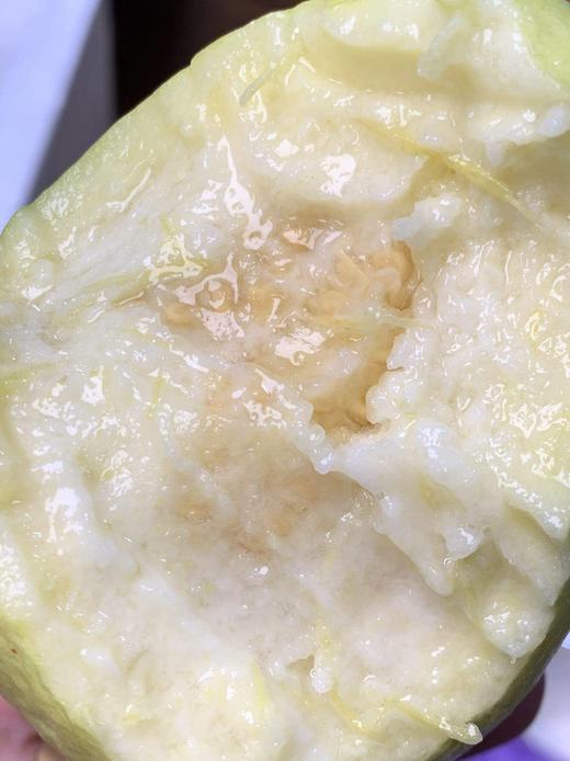 【冰淇淋奶油芭乐】周日（9.14）上午10点开始 软糯香甜 自带菠萝甜香味  现摘现发-CC 商品图8