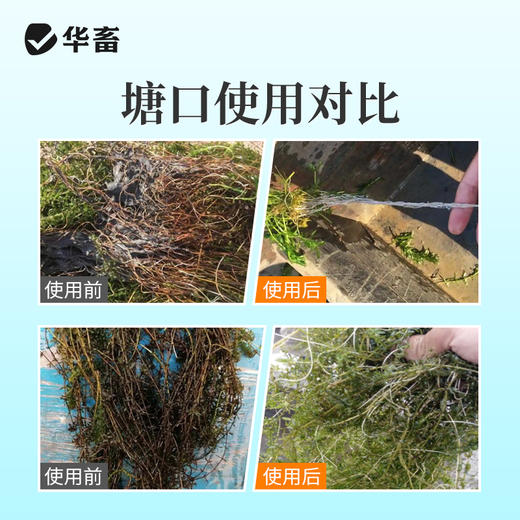 华畜黑泥克星（粪硫菌颗粒）10kg除黑除臭去硫化氢改底净水 商品图2