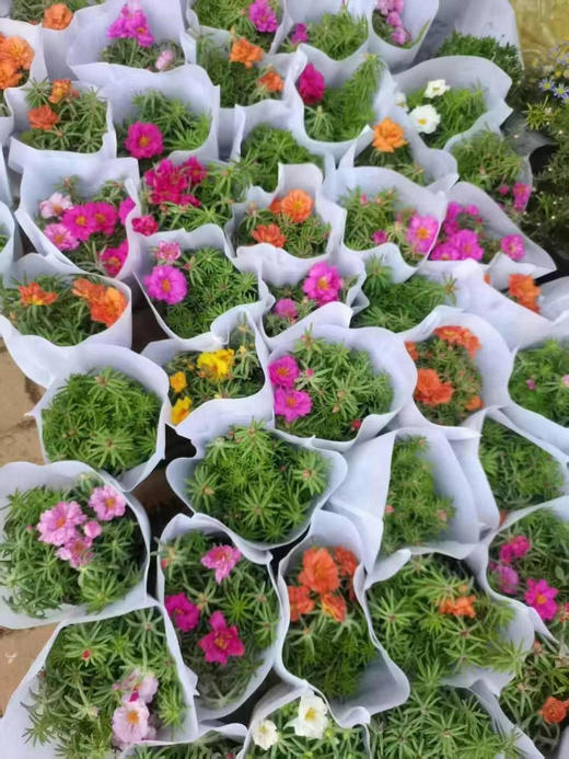 【绿植现货】重瓣太阳花15（现货，下单即可到店自提） 商品图1